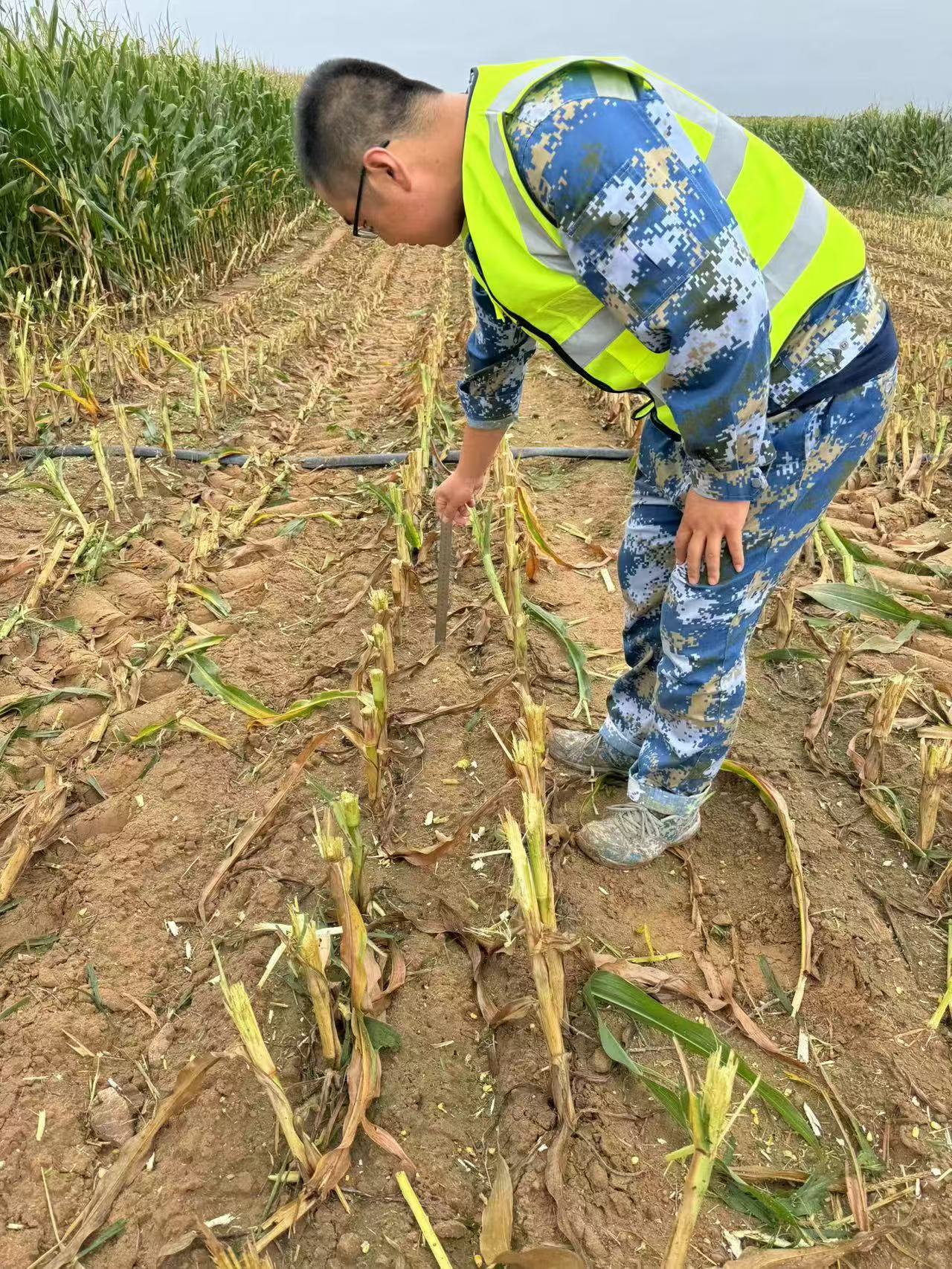 8月25日白土岗第二奶牛场副场长齐红伟查看青贮收割留茬高度3.jpg